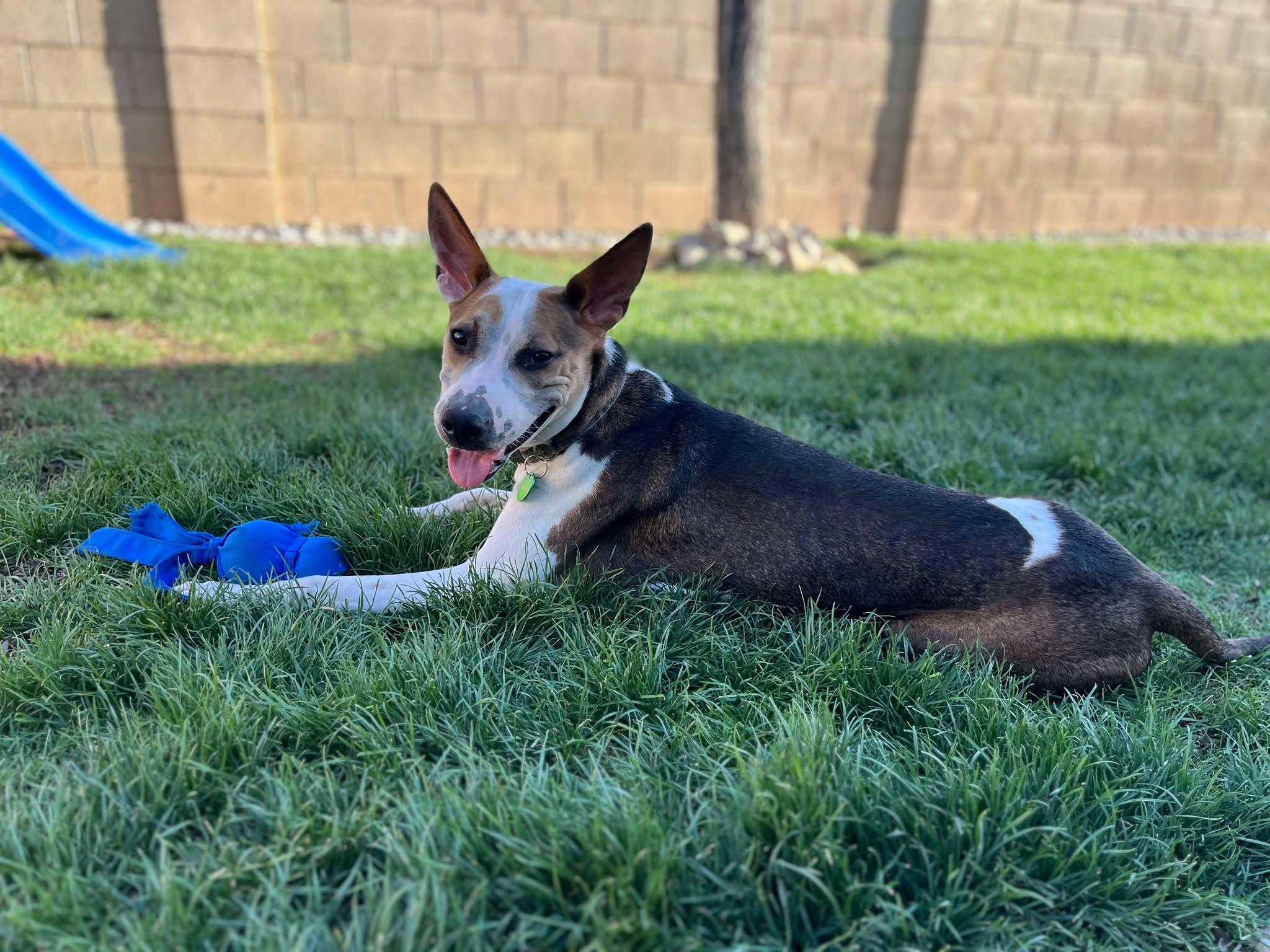 Mohawk, a Adoptable mixed breed in Gilbert, AZ image 3/3