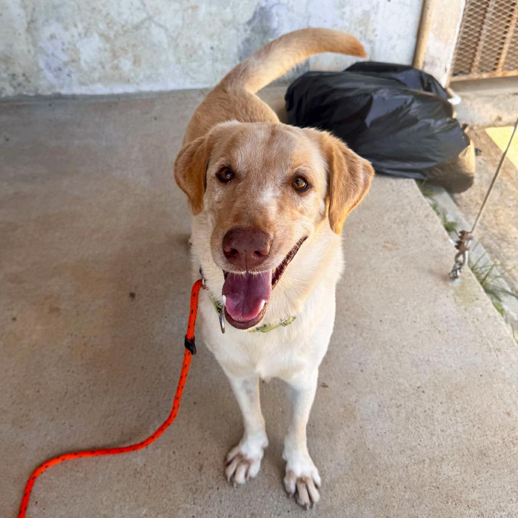 Jerry, Adoptable, Adult Male Yellow Labrador Retriever.