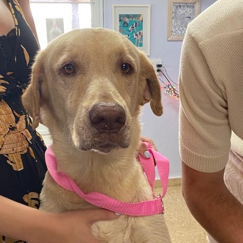 Enlarge Jerry, a Adoptable Yellow Labrador Retriever in Vieques, PR image 1/1