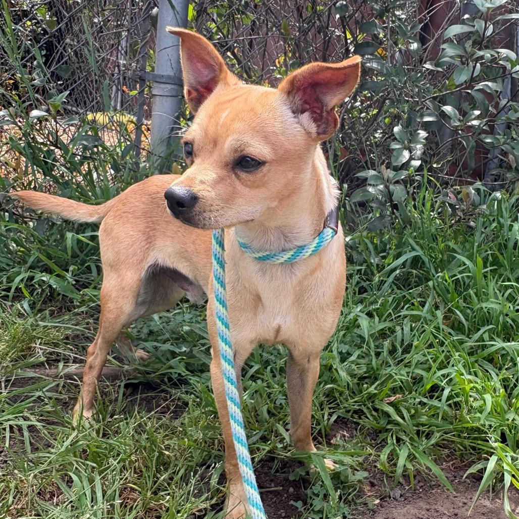Enlarge Bagel, a Adoptable mixed breed in Santa Barbara, CA image 1/6