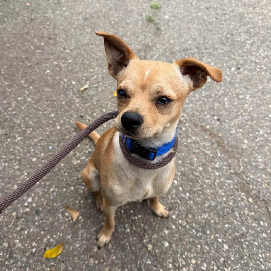 Enlarge Bagel, a Adoptable mixed breed in Santa Barbara, CA image 2/6