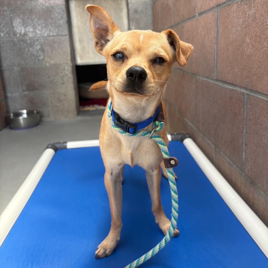Enlarge Bagel, a Adoptable mixed breed in Santa Barbara, CA image 3/6
