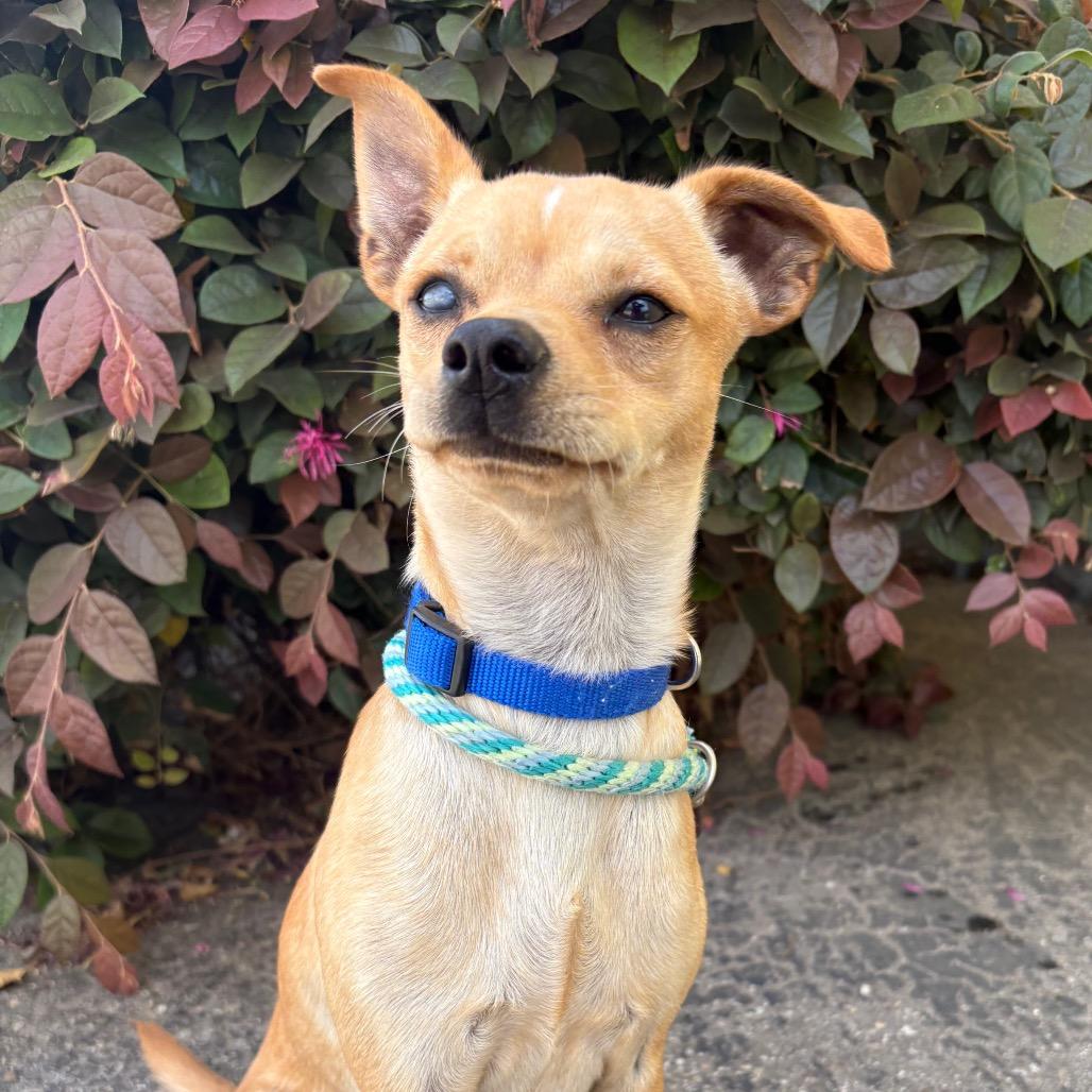 Enlarge Bagel, a Adoptable mixed breed in Santa Barbara, CA image 4/6