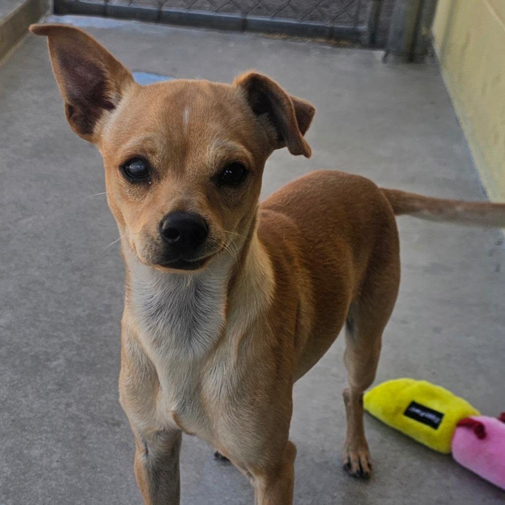 Enlarge Bagel, a Adoptable mixed breed in Santa Barbara, CA image 5/6