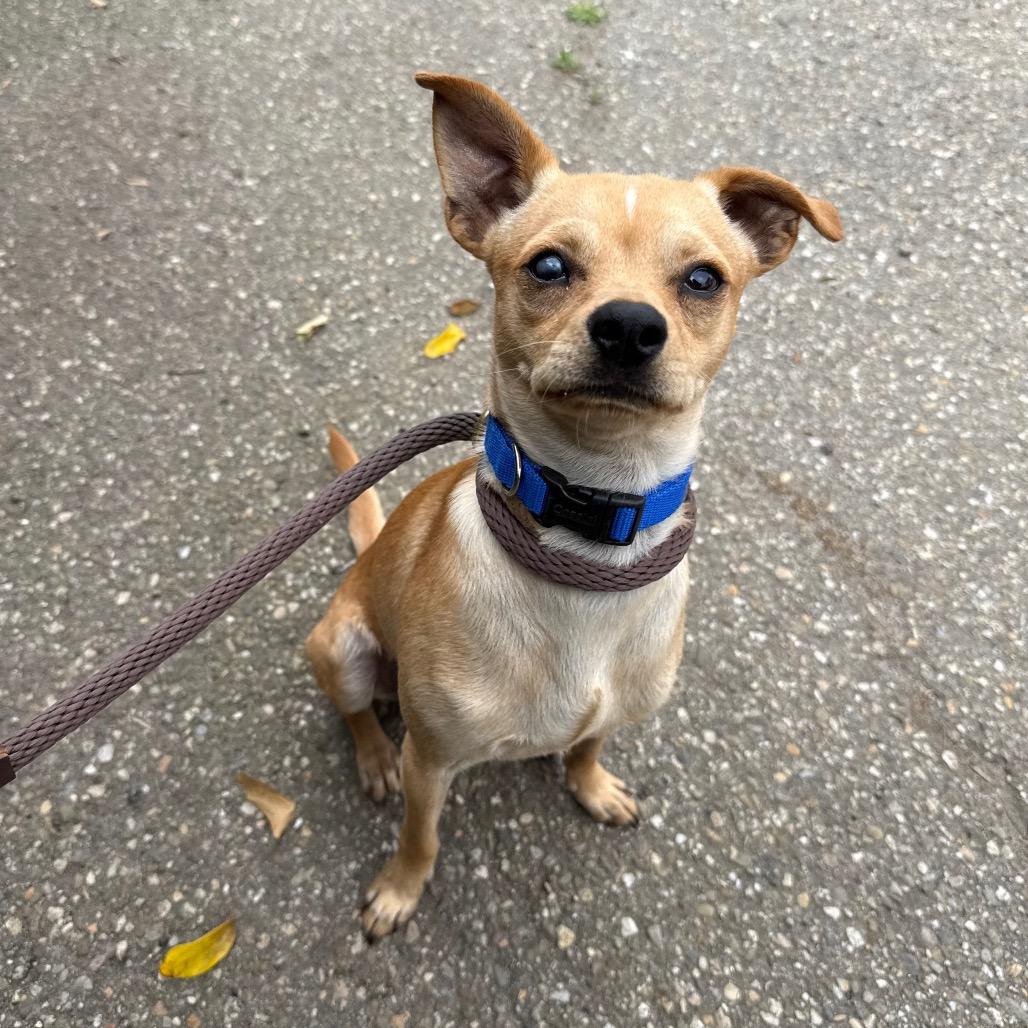 Enlarge Bagel, a Adoptable mixed breed in Santa Barbara, CA image 6/6