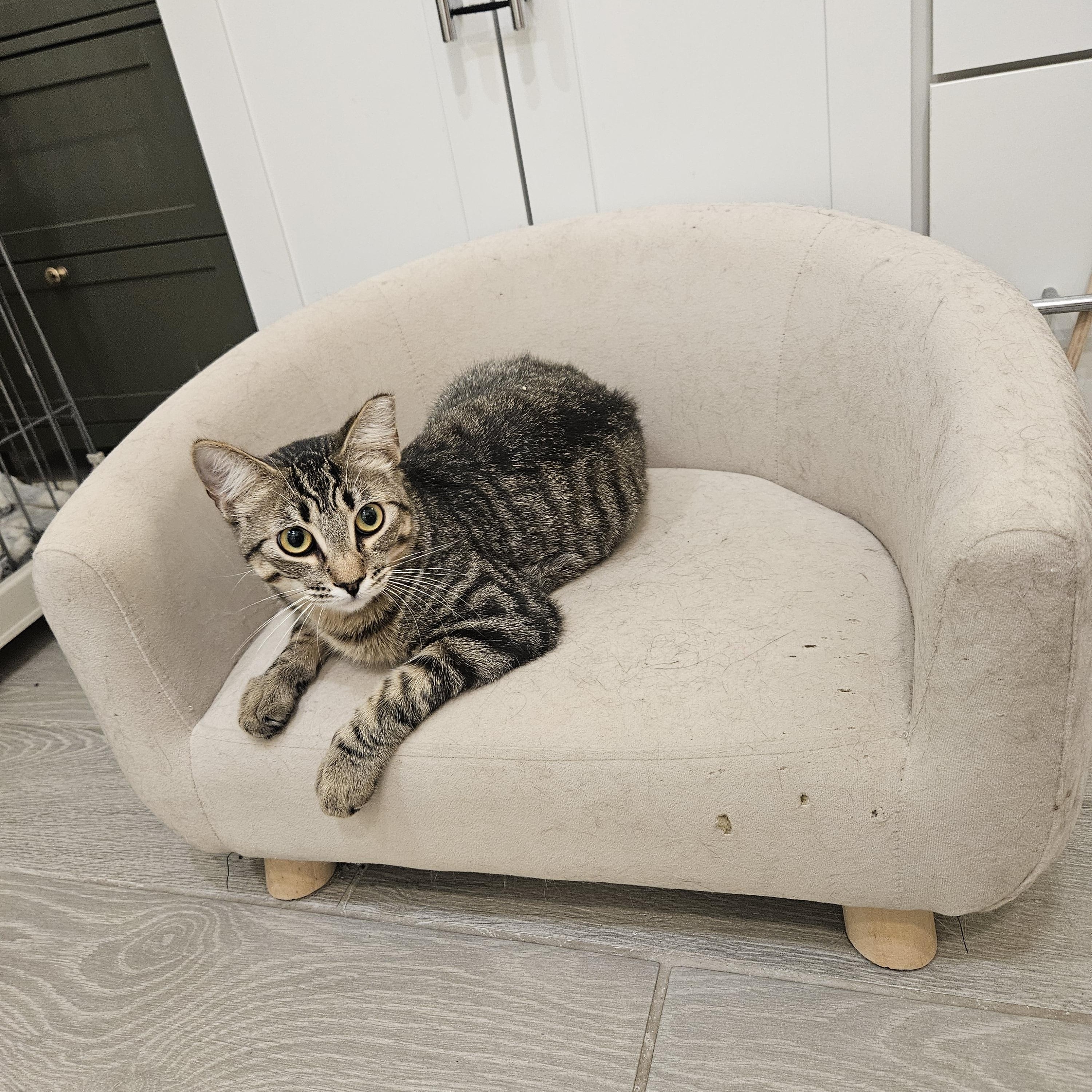 Goose , a ADOPTABLE Tabby in Peoria, AZ image 2/4