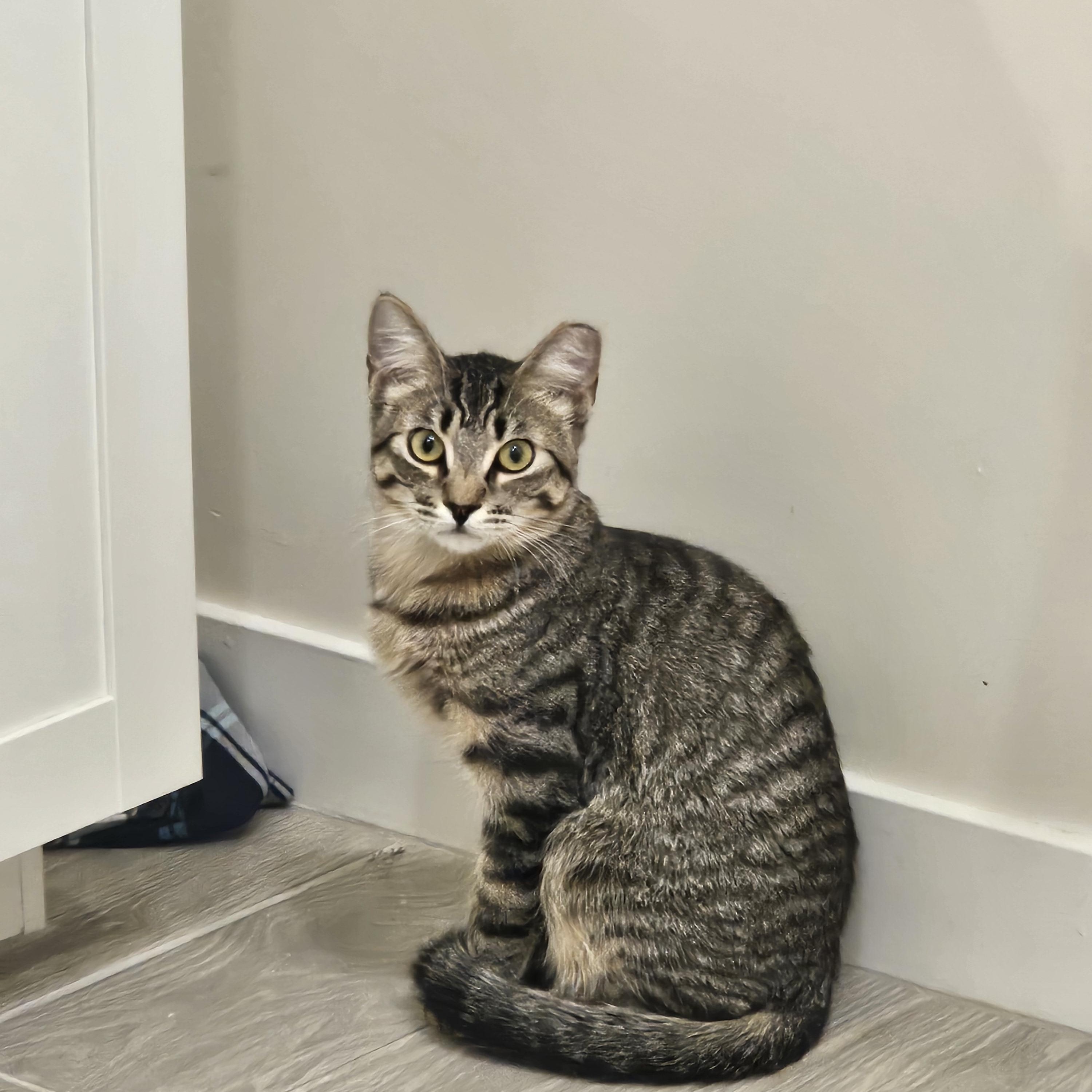 Goose , a ADOPTABLE Tabby in Peoria, AZ image 1/4