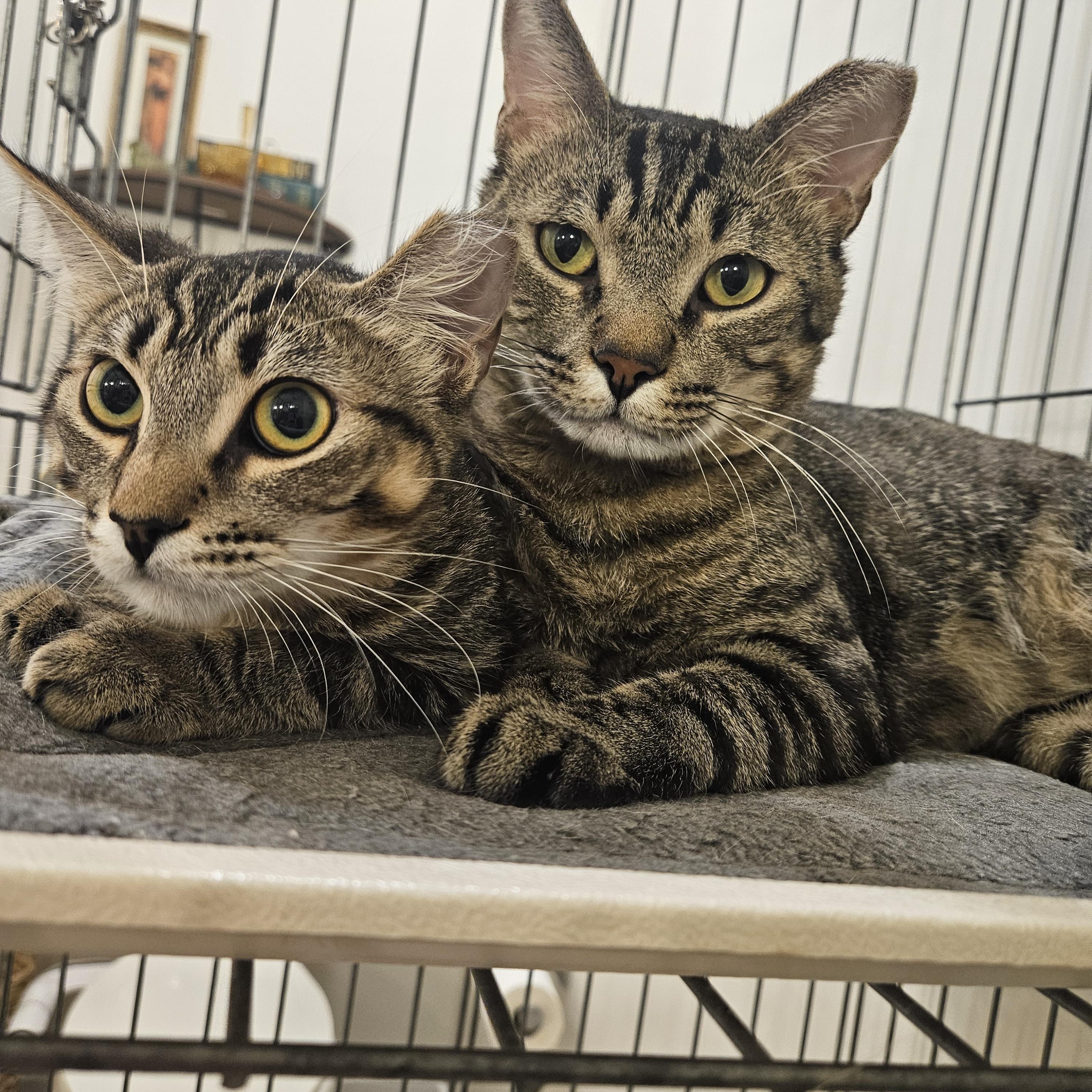 Goose , a ADOPTABLE Tabby in Peoria, AZ image 3/4