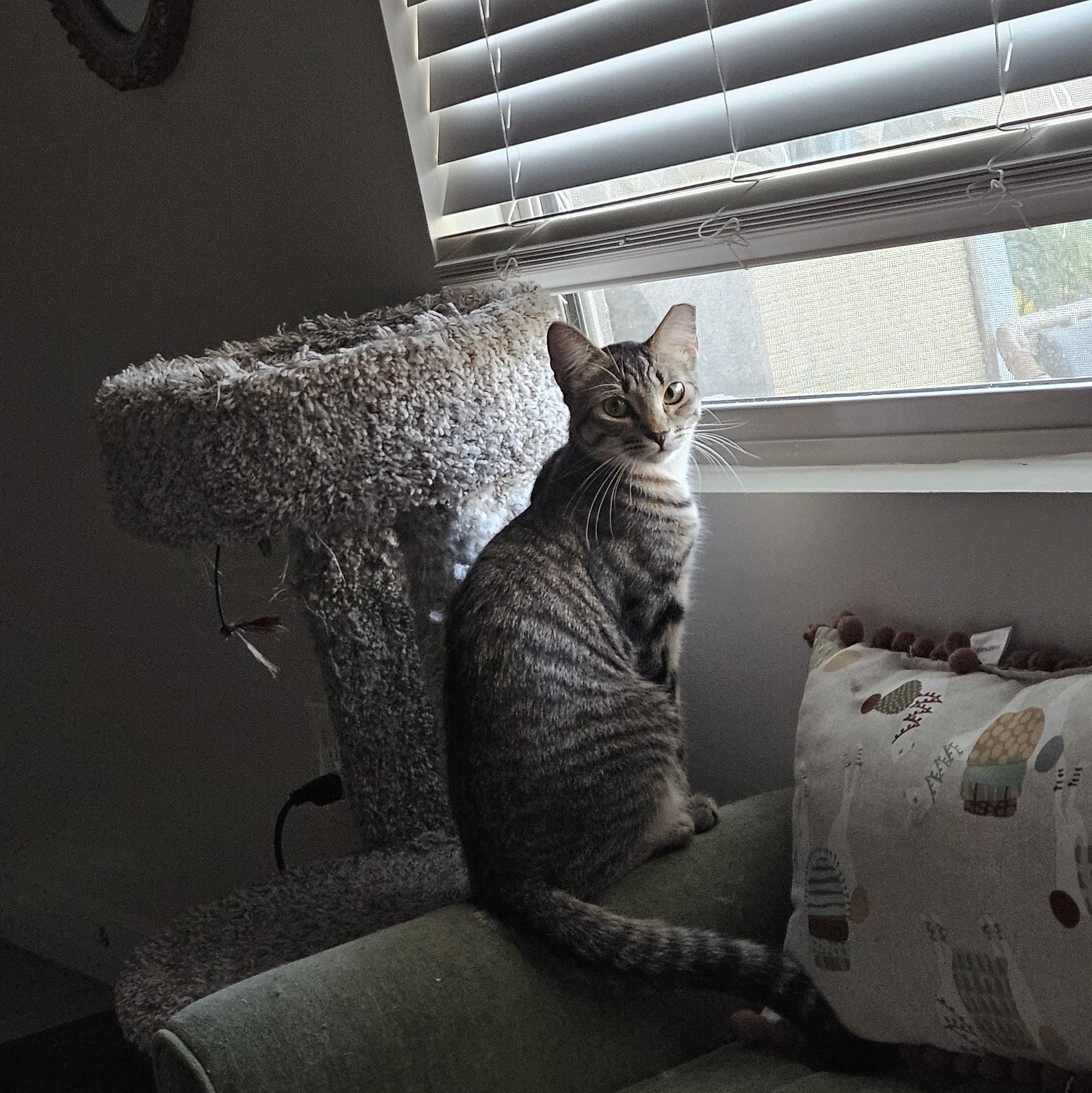 Goose , a ADOPTABLE Tabby in Peoria, AZ image 4/4