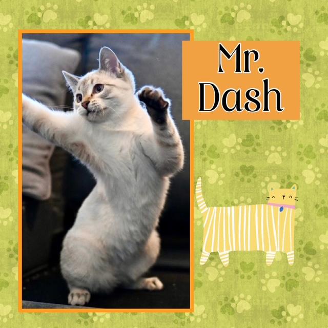 Dash, adopted, Young Male Domestic Short Hair.