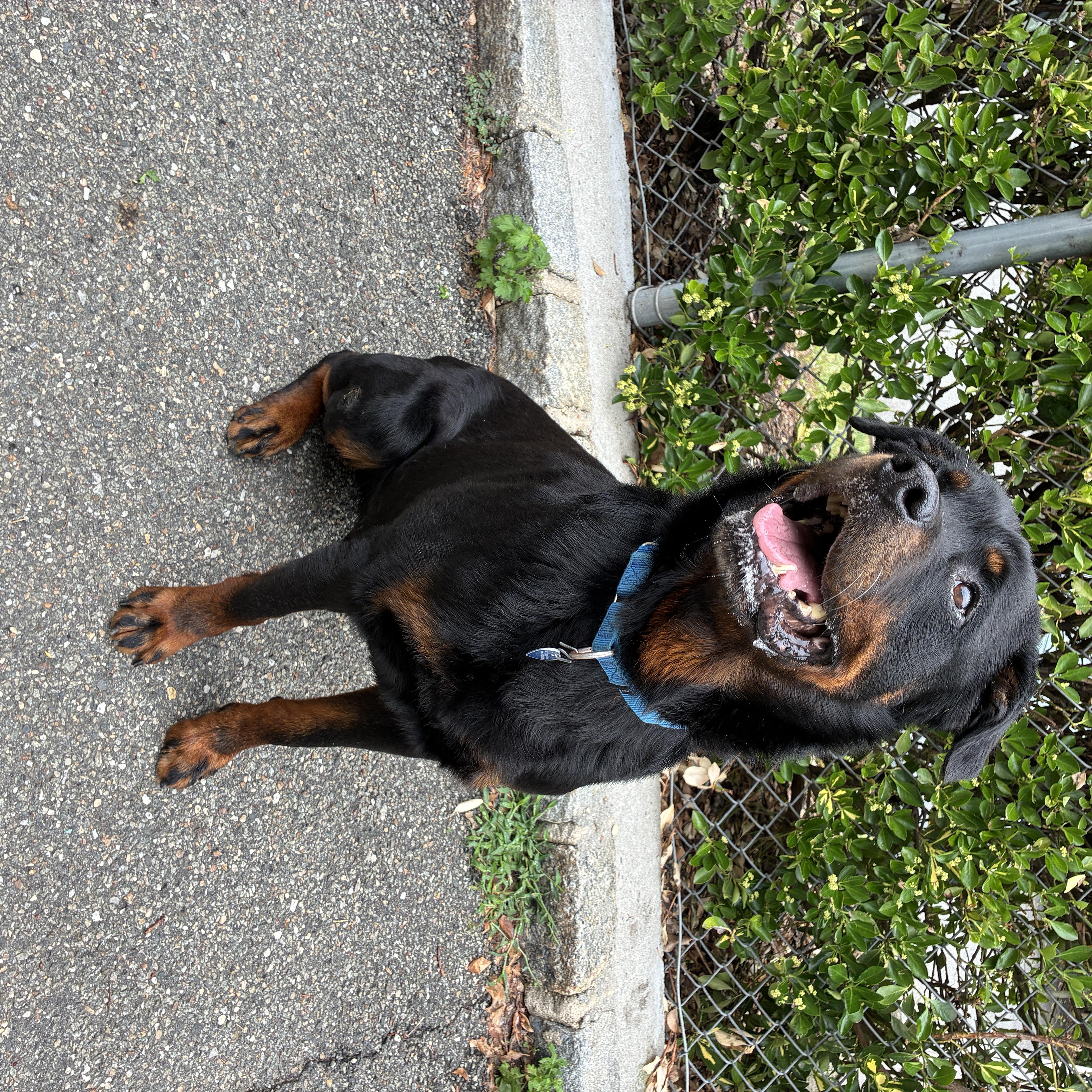 Enlarge Blue, an adopted Rottweiler in Port Washington, NY image 2/2
