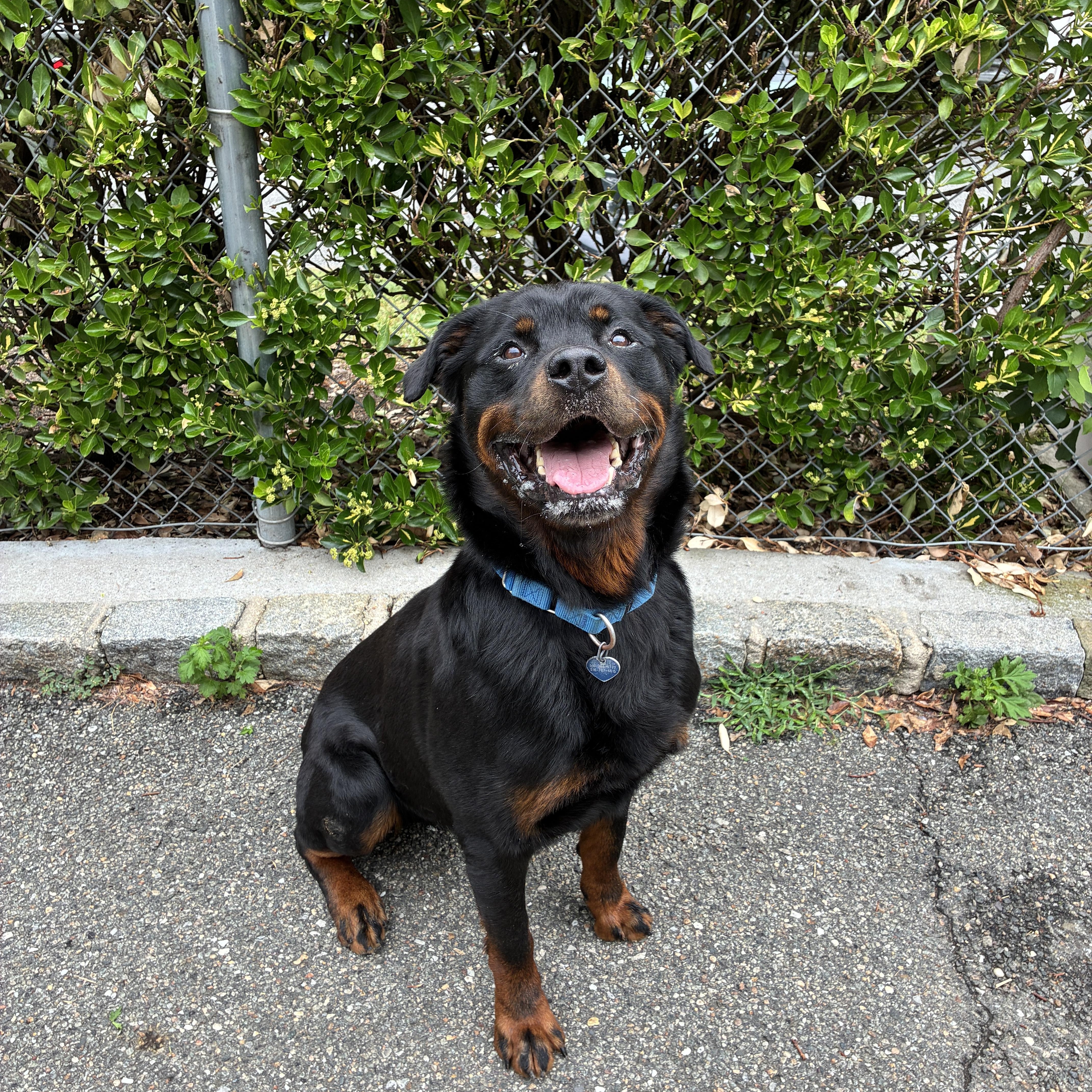 Blue, adopted, Adult Male Rottweiler.