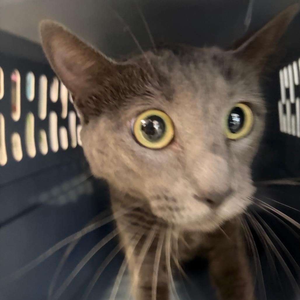 Harriet photo