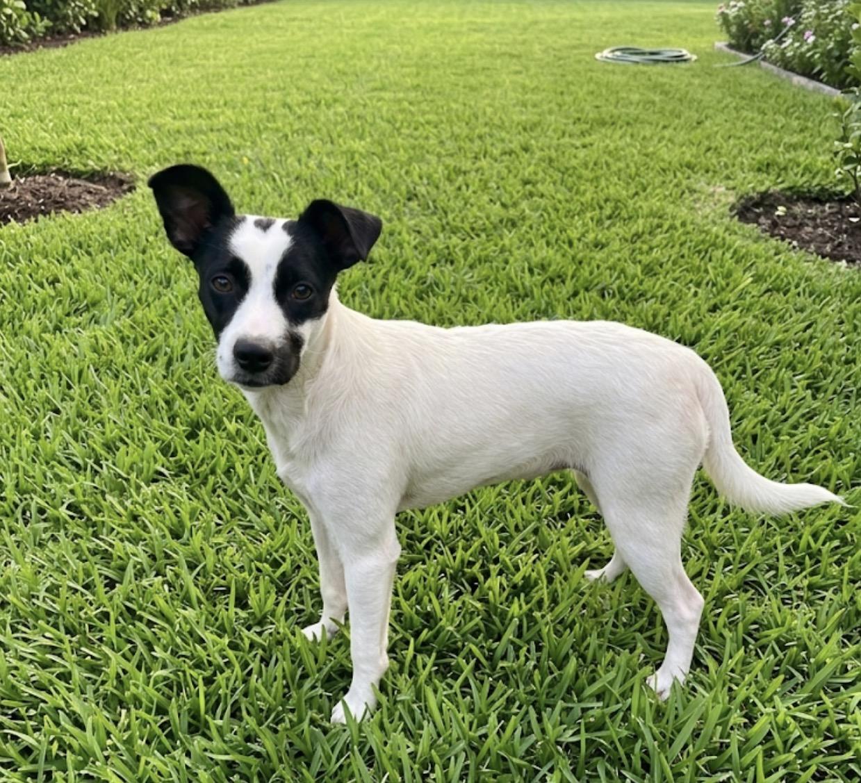 Enlarge Betty Lou, a ADOPTABLE mixed breed in Palm springs, FL image 1/1