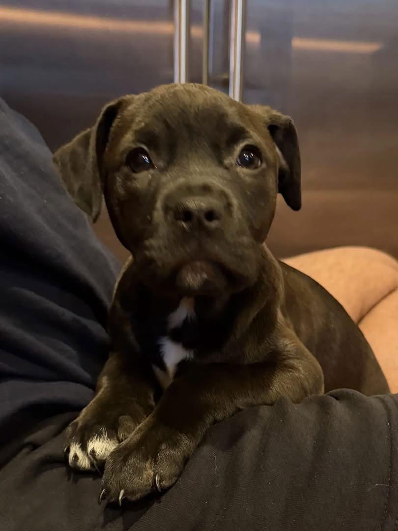 Enlarge Zellie, a Adoptable Mixed Breed in Tarrytown, GA image 1/3