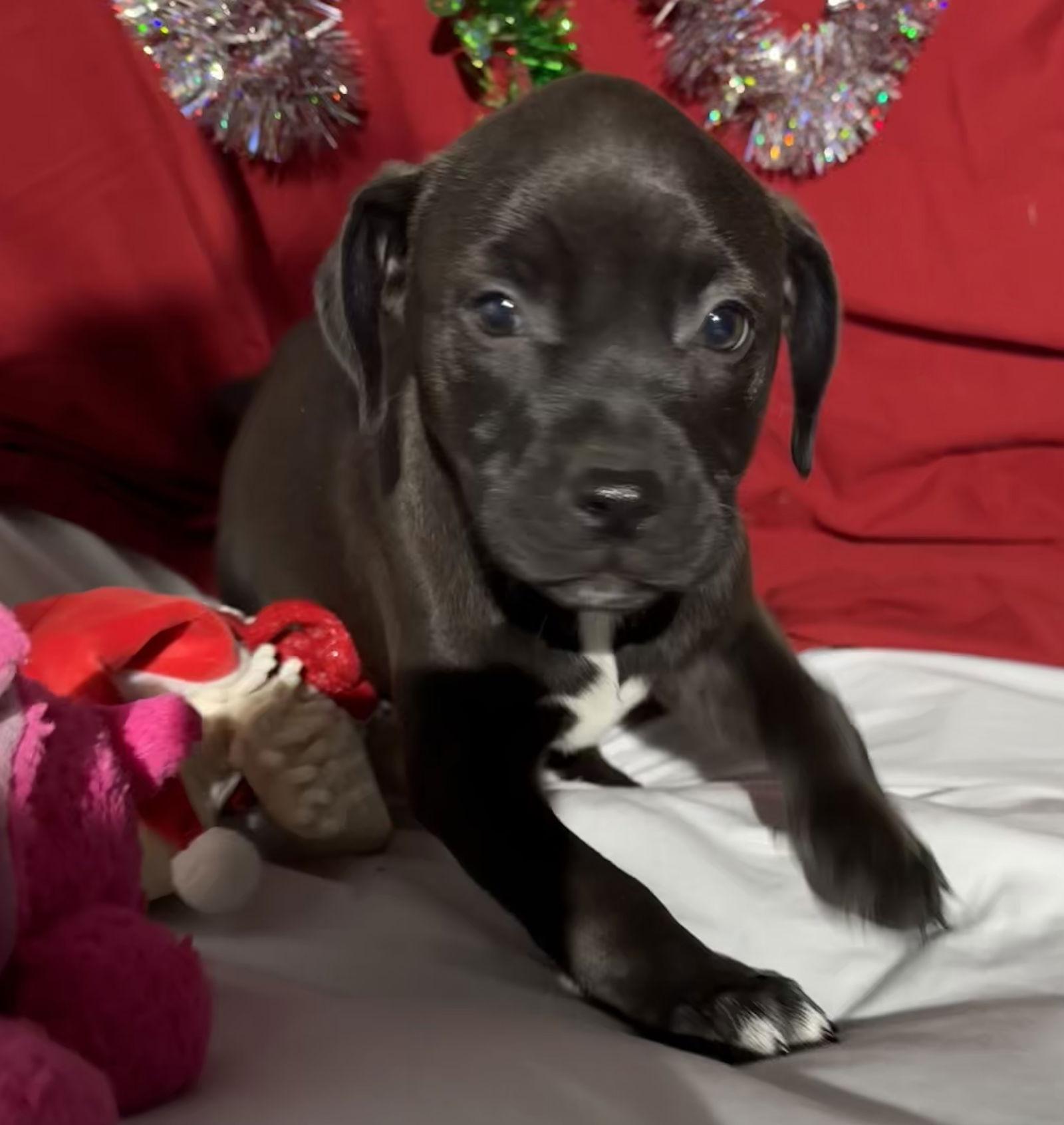 Enlarge Zellie, a Adoptable Mixed Breed in Tarrytown, GA image 2/3