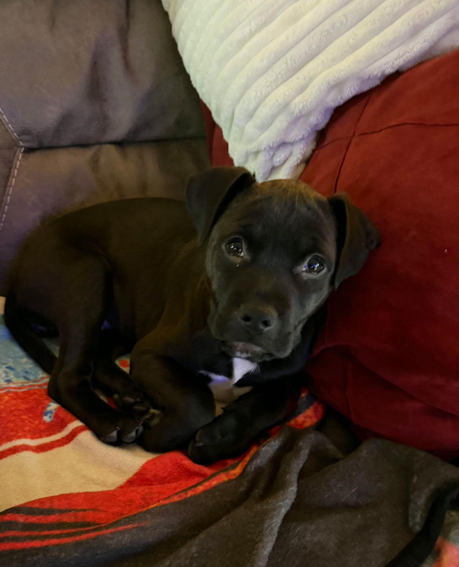 Zellie, Adoptable, Puppy Female Mixed Breed.