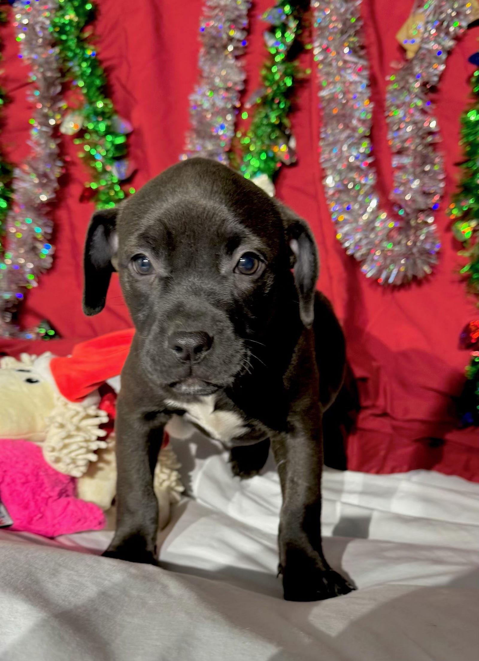 Enlarge Zellie, a Adoptable Mixed Breed in Tarrytown, GA image 3/3