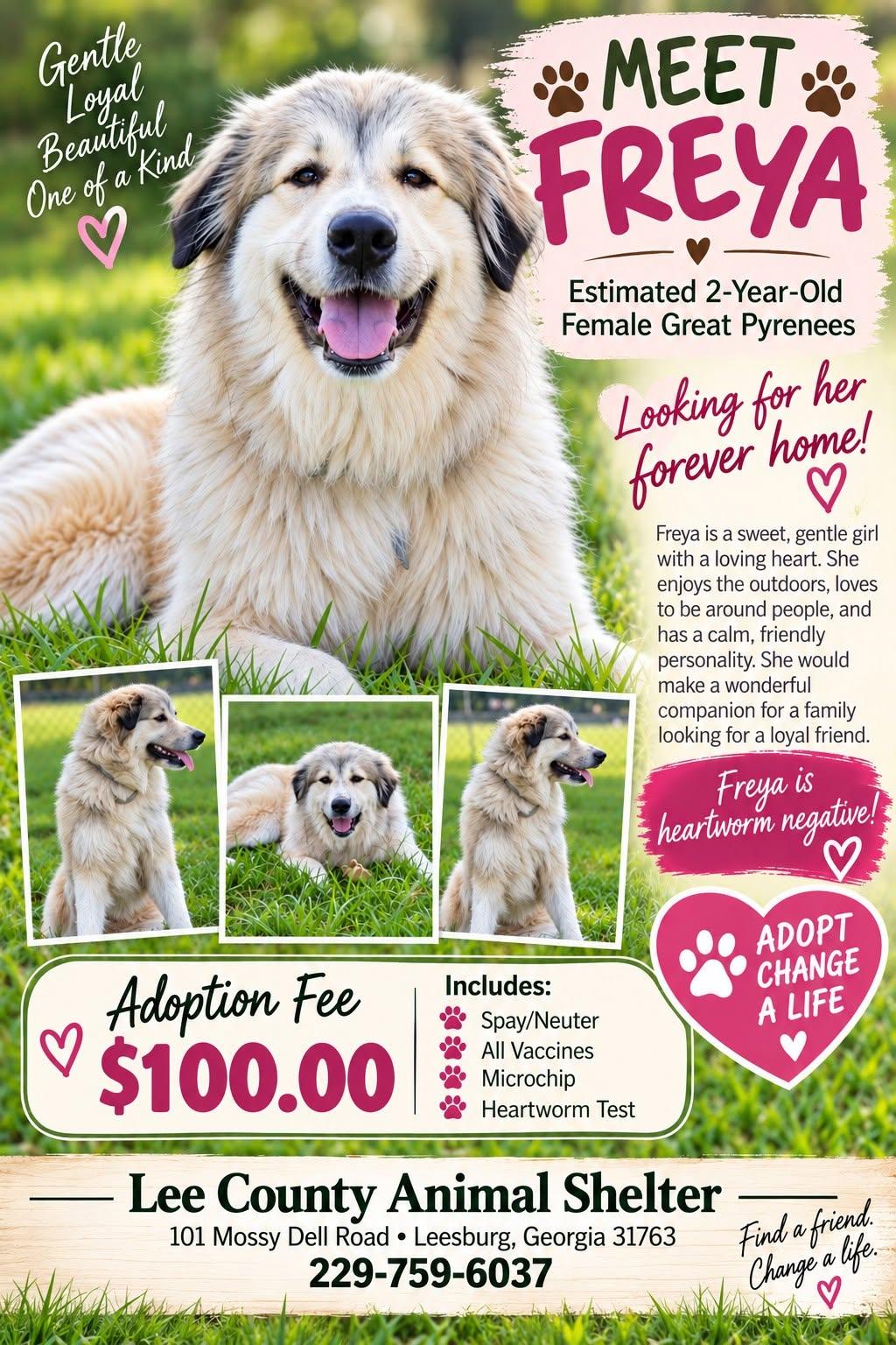 Enlarge Freya, a Adopted Great Pyrenees in Leesburg, GA image 1/1