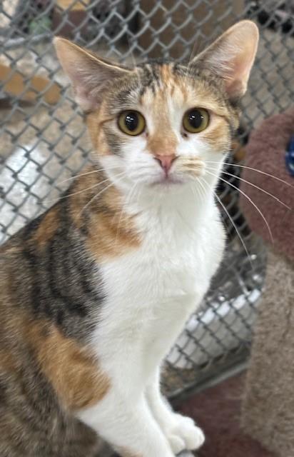 Ace, a Adoptable Domestic Short Hair in Hawk Point, MO image 2/4