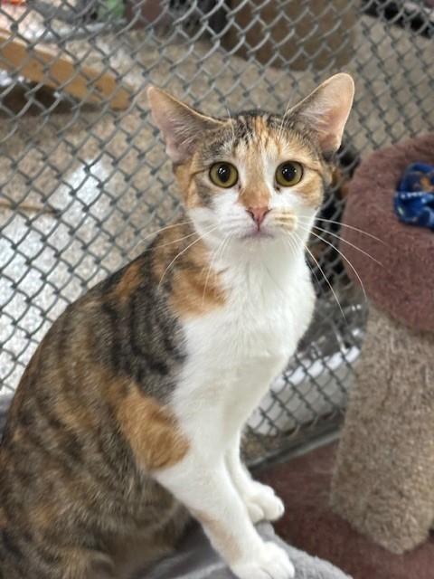 Ace, a Adoptable Domestic Short Hair in Hawk Point, MO image 4/4