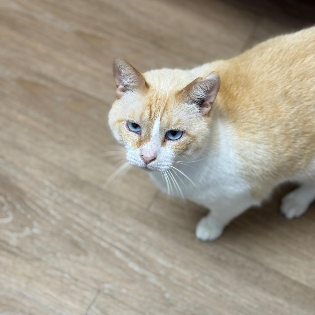 Cyrus, Adoptable, Adult Male Domestic Short Hair.