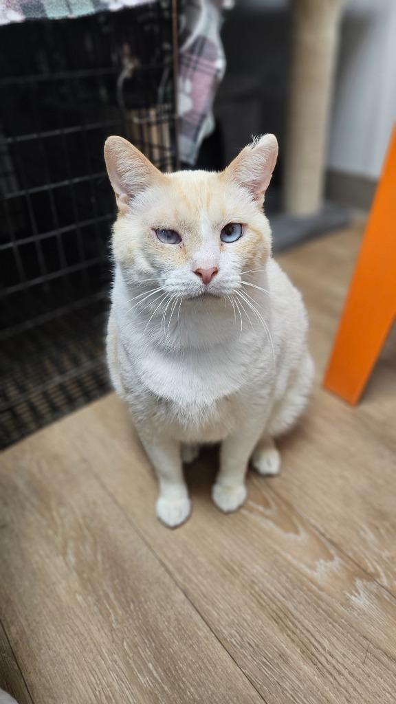 Enlarge Cyrus, a Adoptable mixed breed in Corpus Christi, TX image 2/4