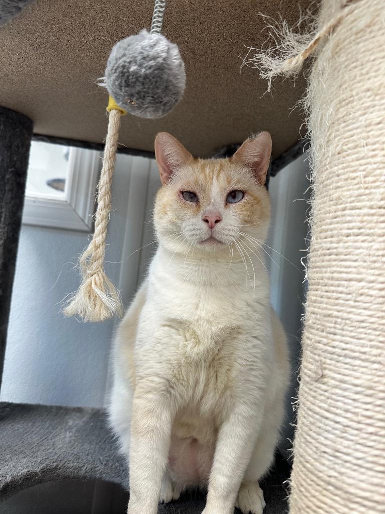 Enlarge Cyrus, a Adoptable mixed breed in Corpus Christi, TX image 3/4