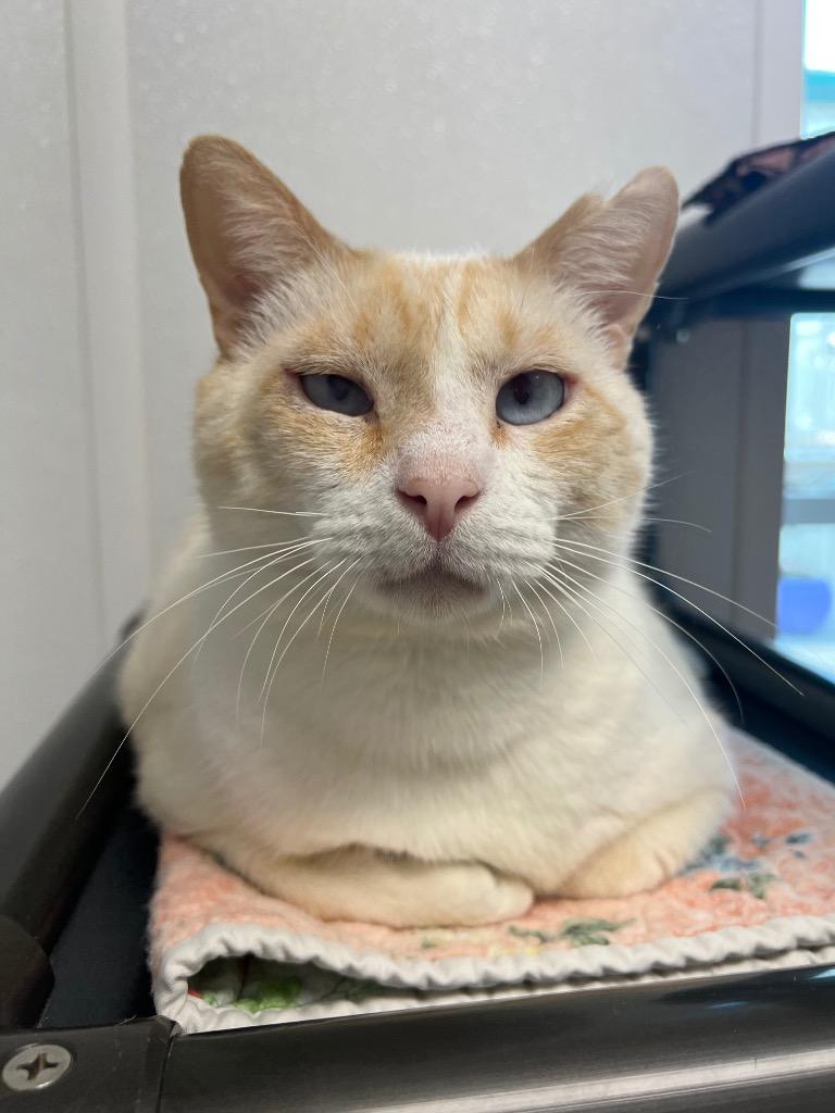 Enlarge Cyrus, a Adoptable mixed breed in Corpus Christi, TX image 4/4