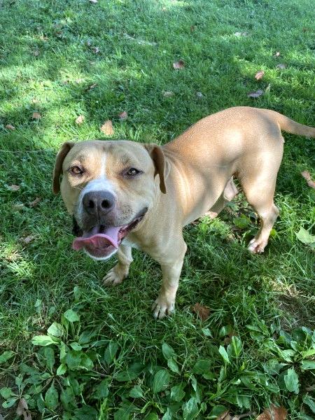 Ashley, a ADOPTABLE mixed breed in Sulphur, KY image 2/5