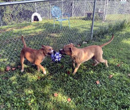 Ashley, a ADOPTABLE mixed breed in Sulphur, KY image 5/5