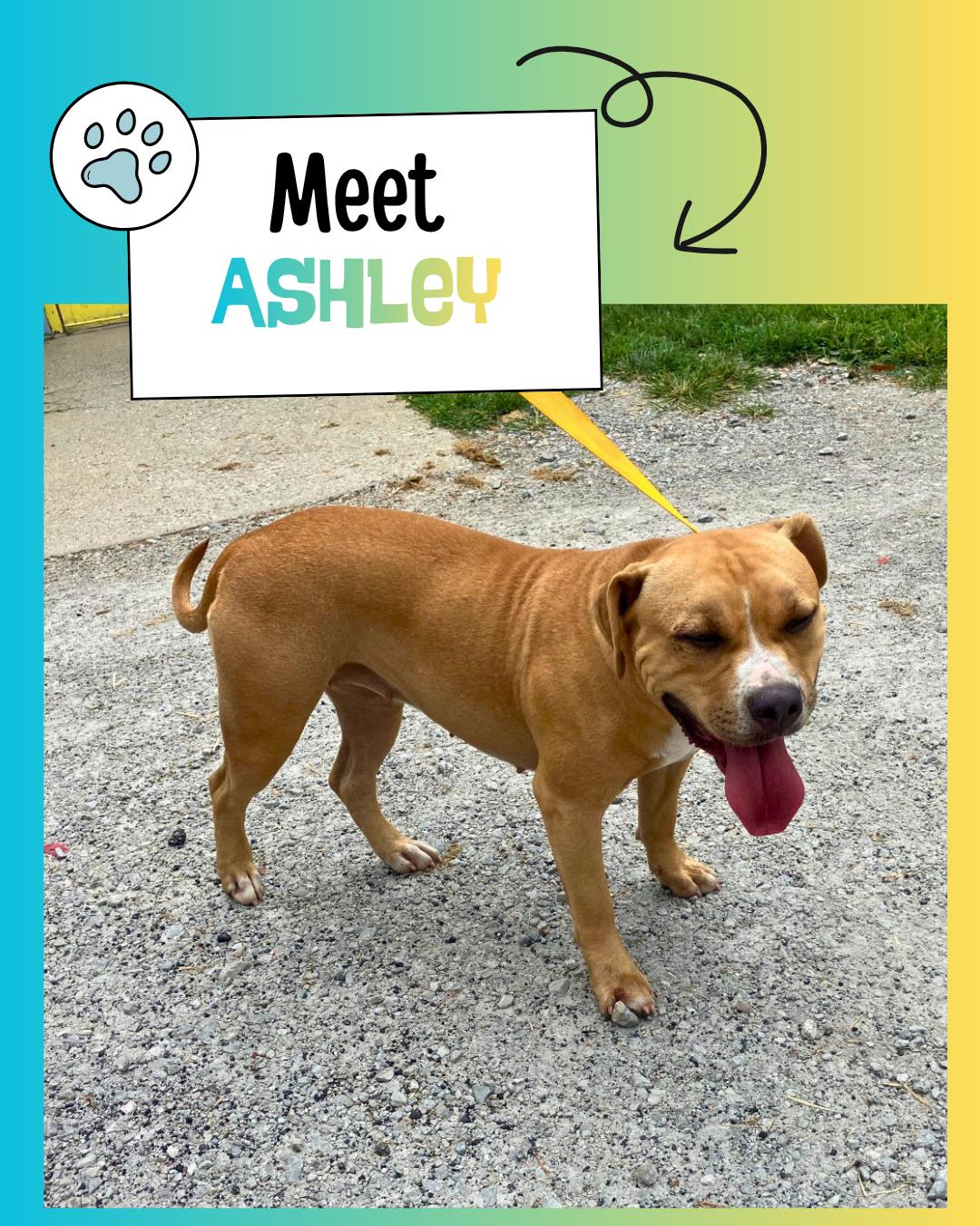 Ashley, ADOPTABLE, Young Female American Staffordshire Terrier.