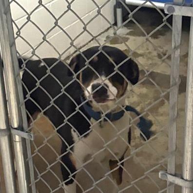 Copeland - 061504U, Adoptable, Young Male Pit Bull Terrier & Mixed Breed.