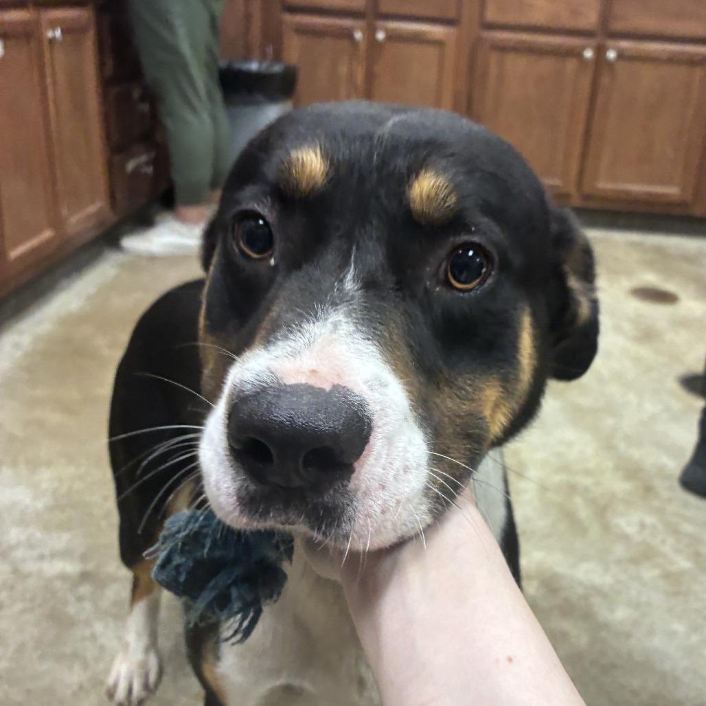 Enlarge Copeland - 061504U, a Adoptable mixed breed in Tupelo, MS image 3/3