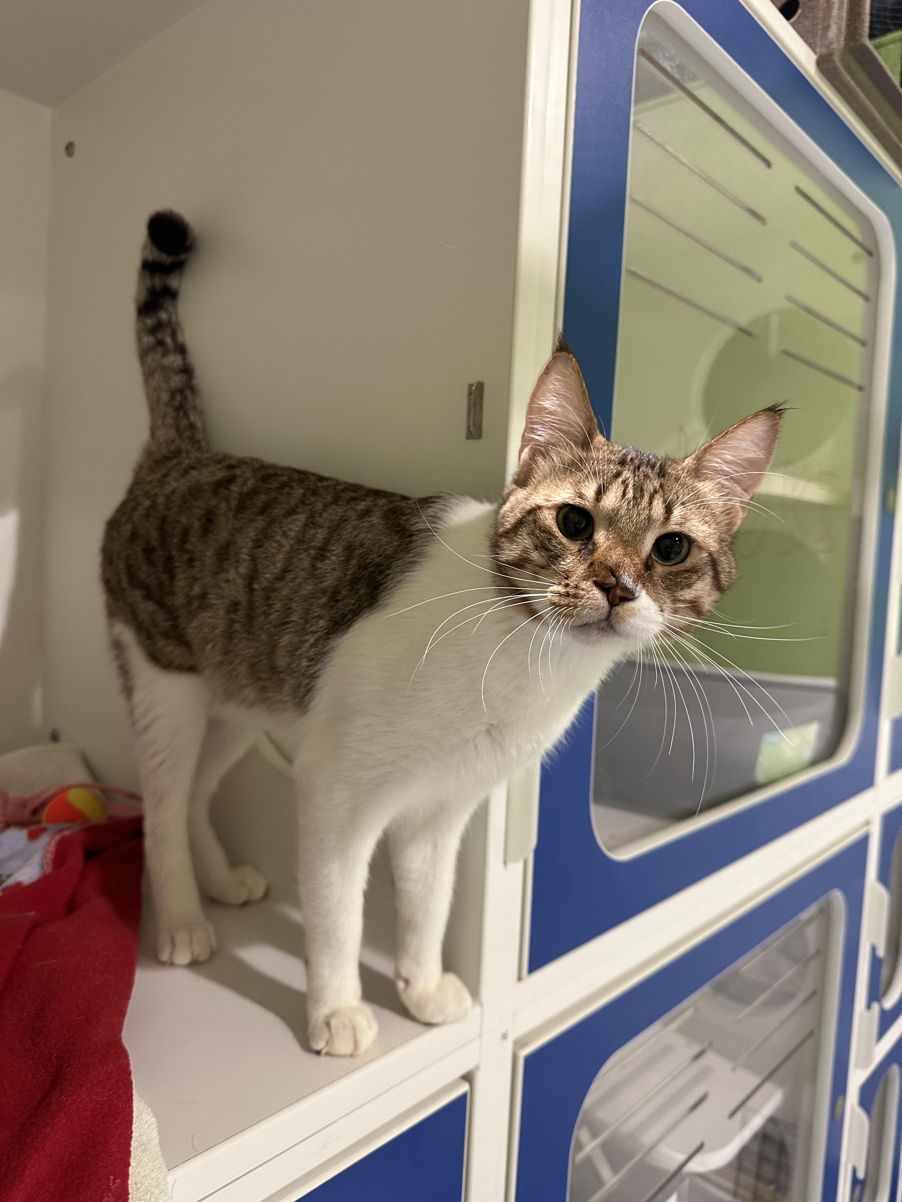 Enlarge Loki, an adopted Domestic Short Hair in Seattle, WA image 1/5