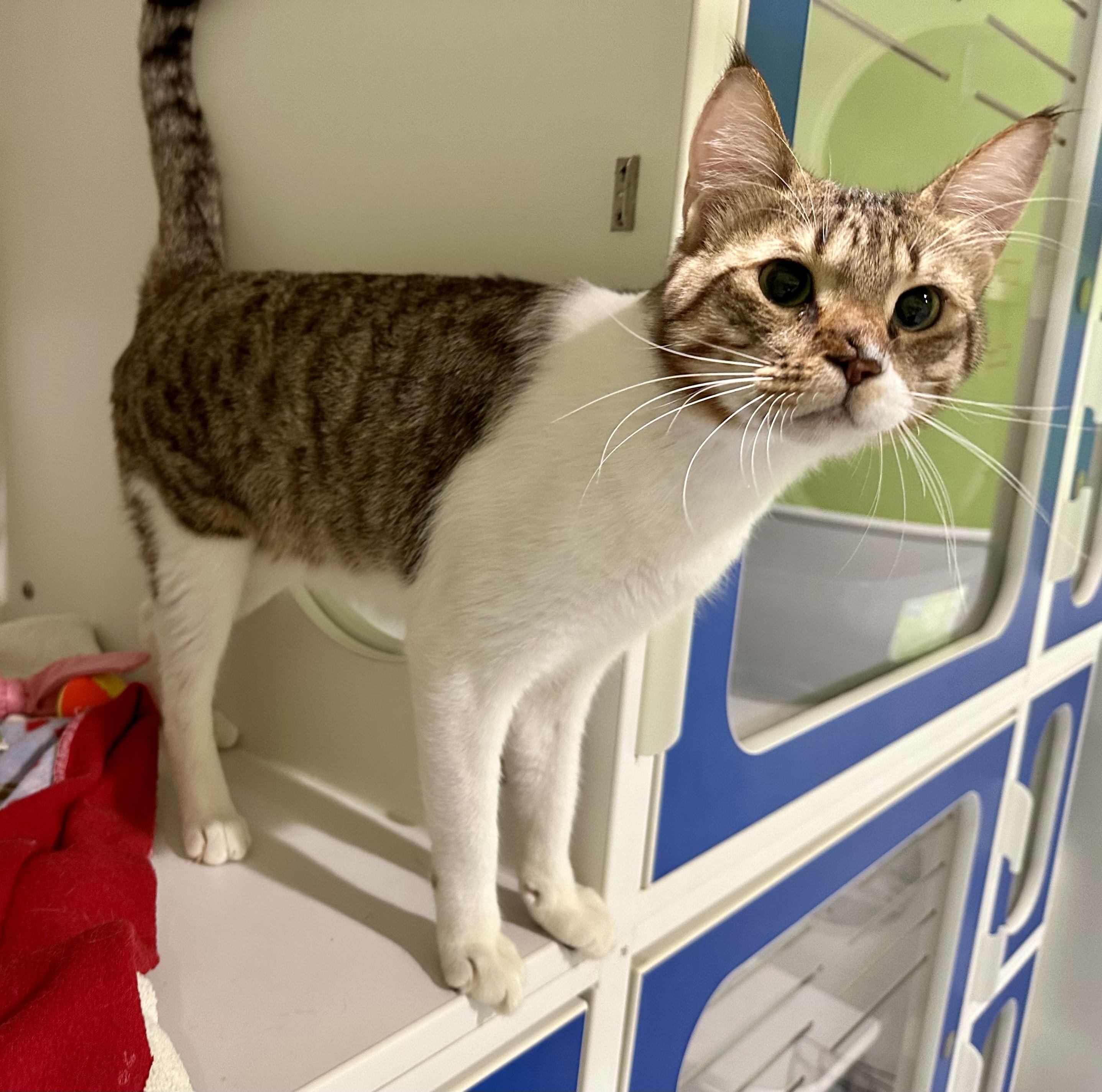 Enlarge Loki, an adopted Domestic Short Hair in Seattle, WA image 4/5