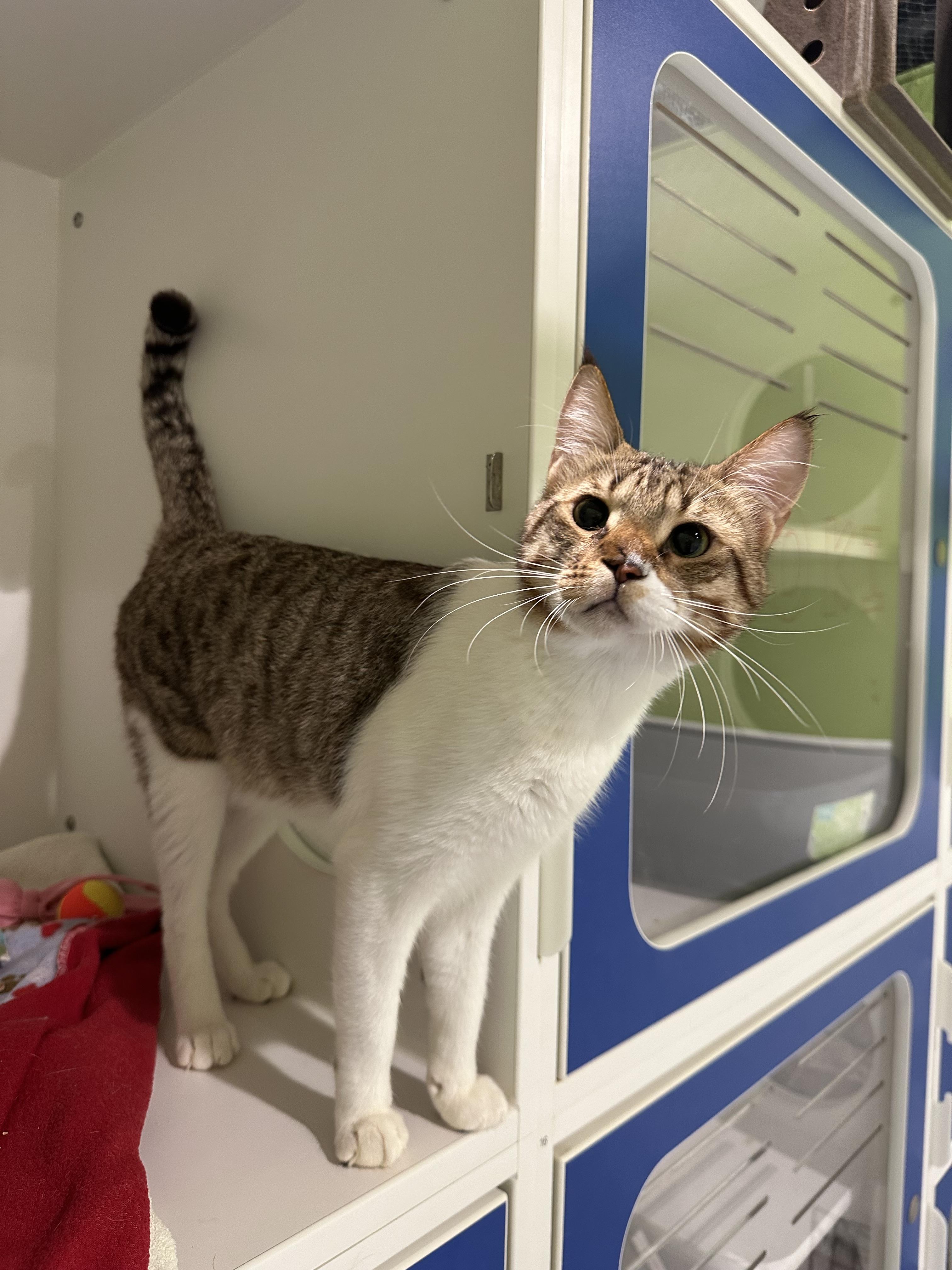 Enlarge Loki, an adopted Domestic Short Hair in Seattle, WA image 5/5