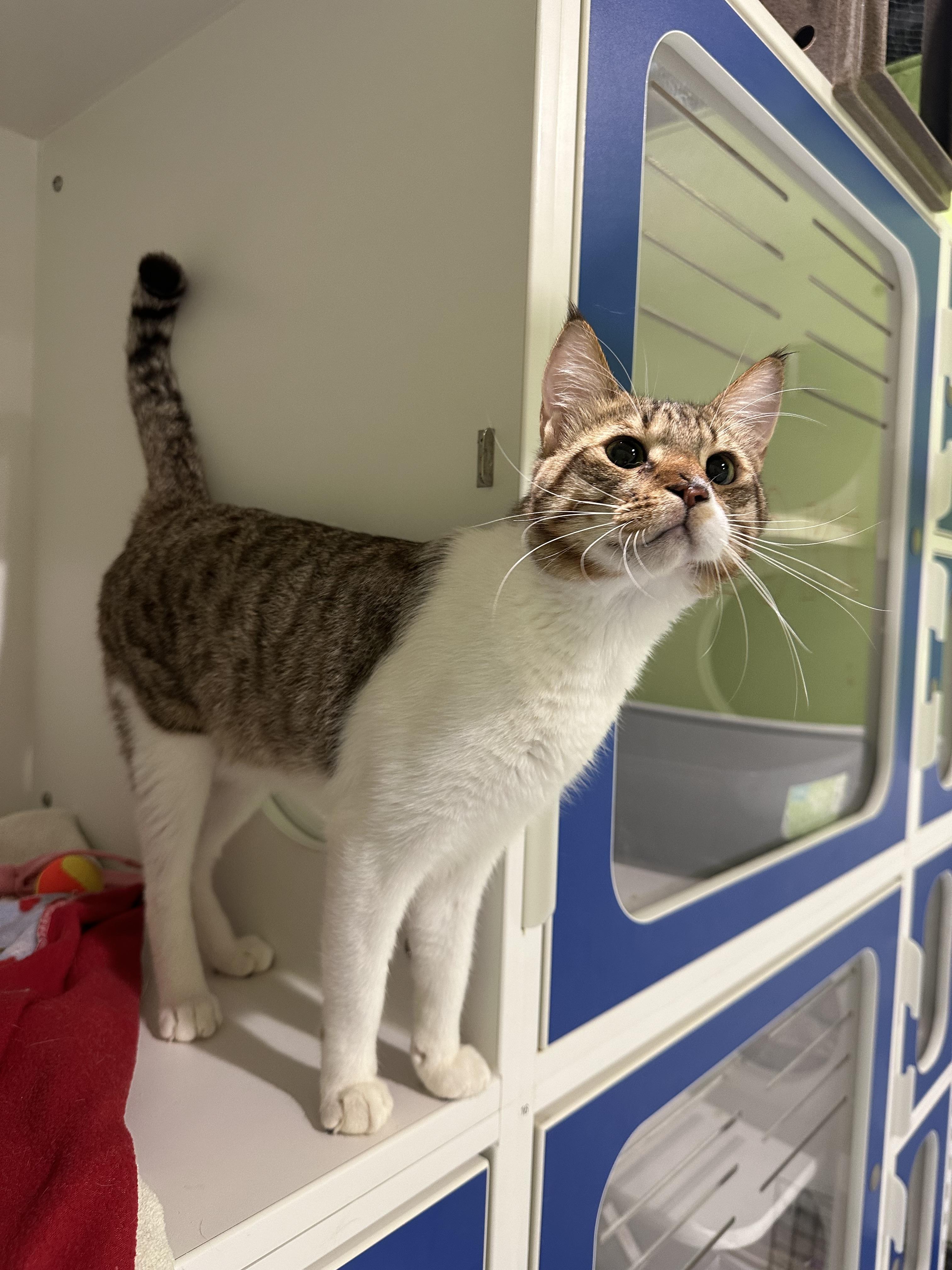 Enlarge Loki, an adopted Domestic Short Hair in Seattle, WA image 2/5