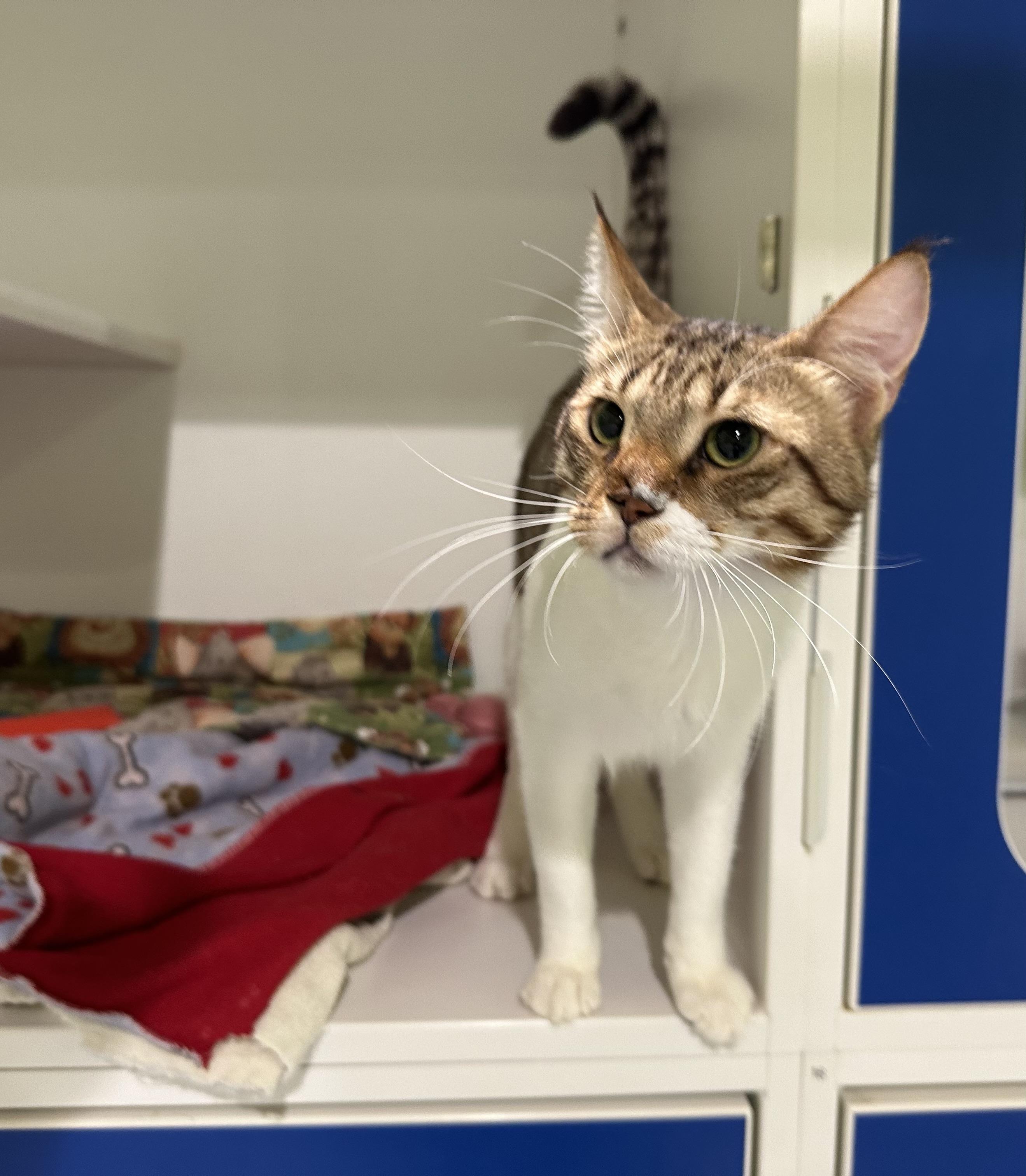 Enlarge Loki, an adopted Domestic Short Hair in Seattle, WA image 3/5