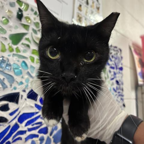 WASABI, Adoptable, Young Female Domestic Short Hair.