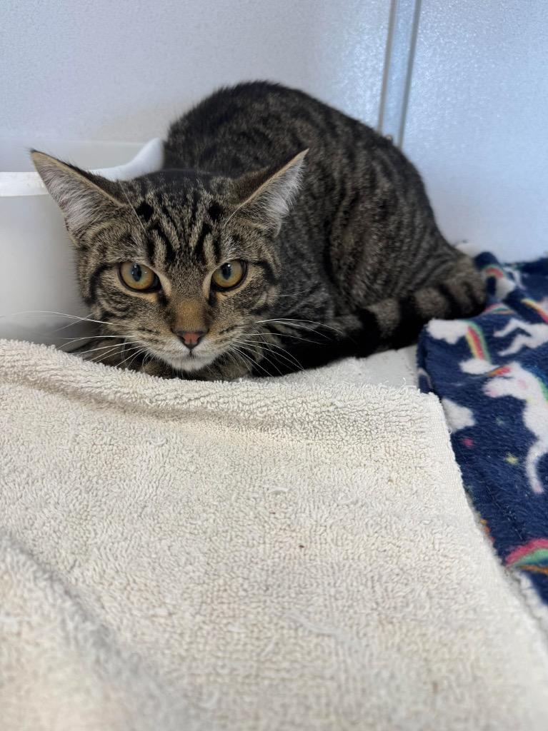 Finch, Adoptable, Kitten Male American Shorthair.