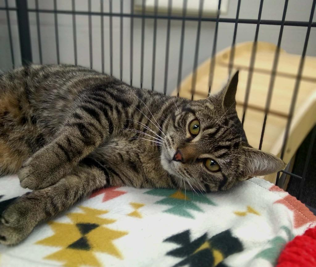 Enlarge Finch, a Adoptable American Shorthair in Van Wert, OH image 2/2