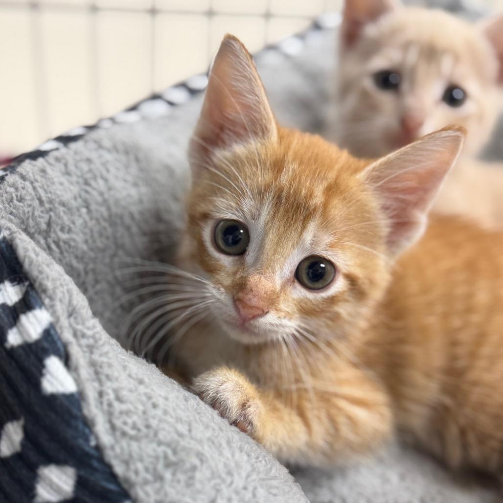 Cheddar, a Adoptable Domestic Short Hair in Redwood Falls, MN image 2/2