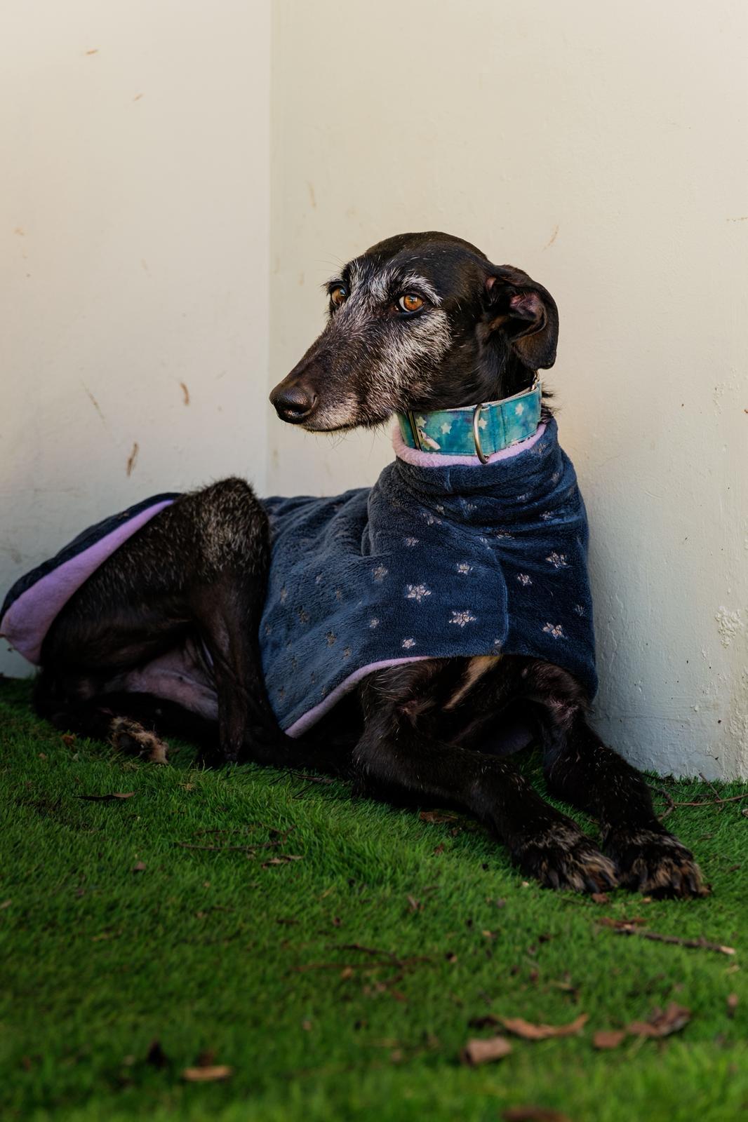 Enlarge Mago, a ADOPTABLE Galgo Spanish Greyhound in Winter Park, FL image 1/1