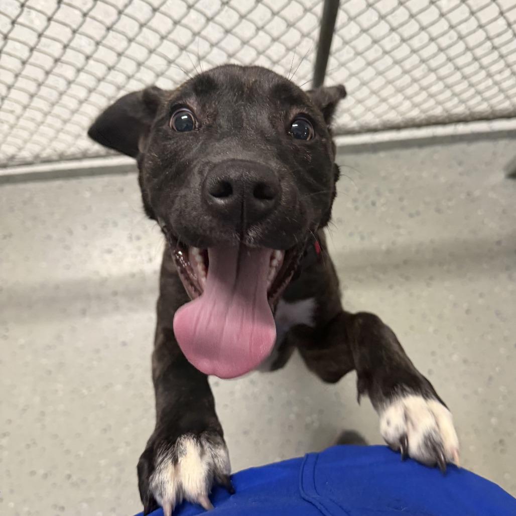 Hazel, Adoptable, Puppy Female Terrier & Plott Hound.