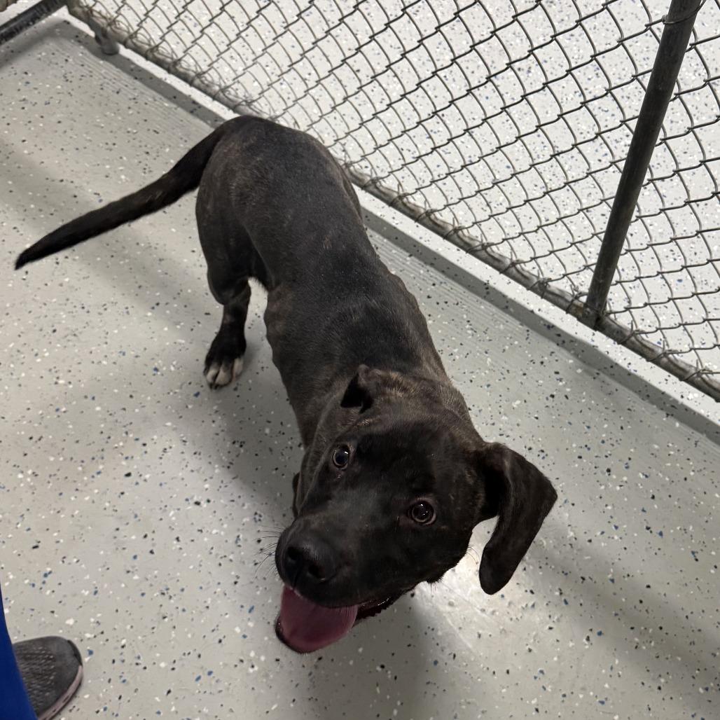 Hazel, a Adoptable mixed breed in Marion, VA image 2/2