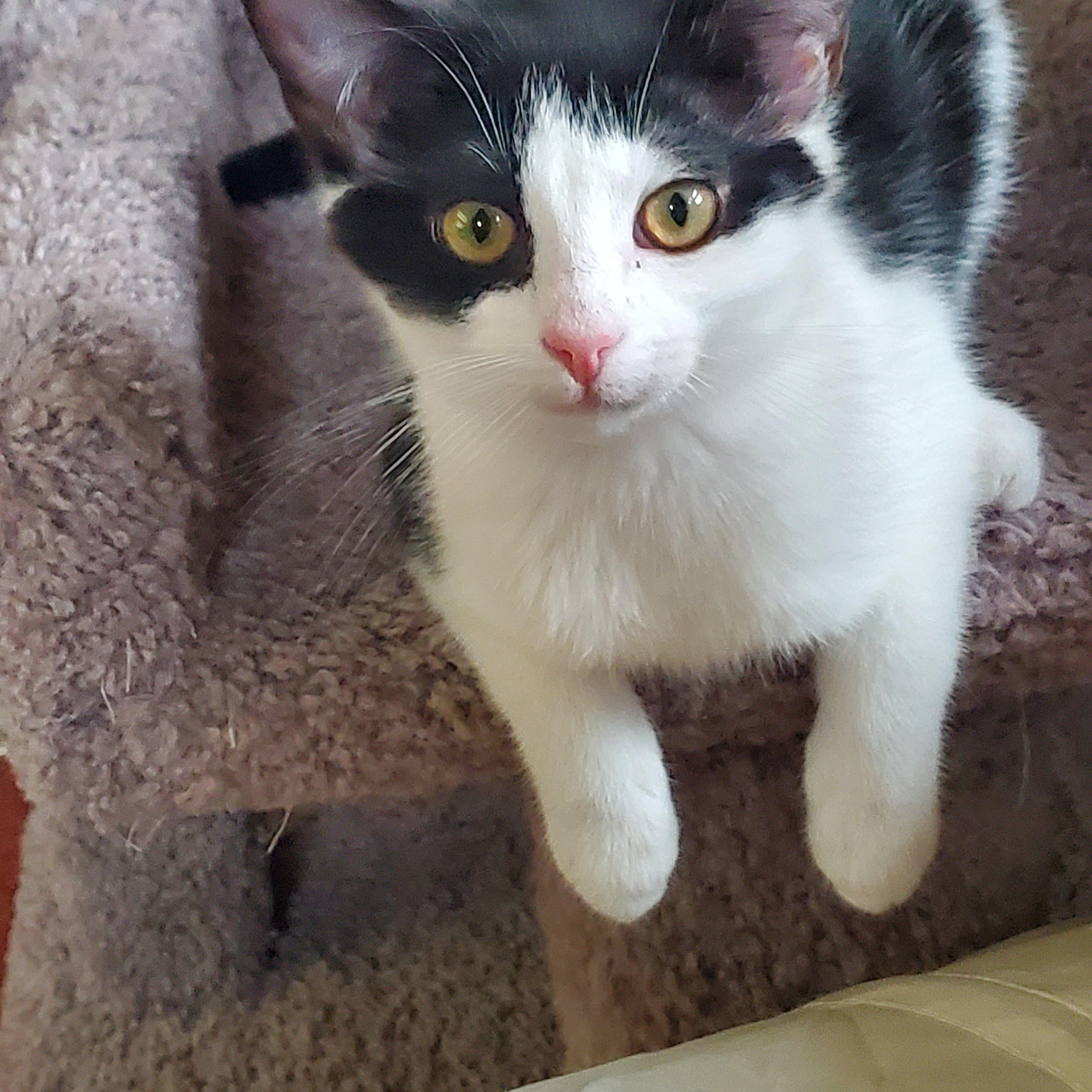 Enlarge Merry, a ADOPTABLE Domestic Short Hair in Medina, OH image 2/3