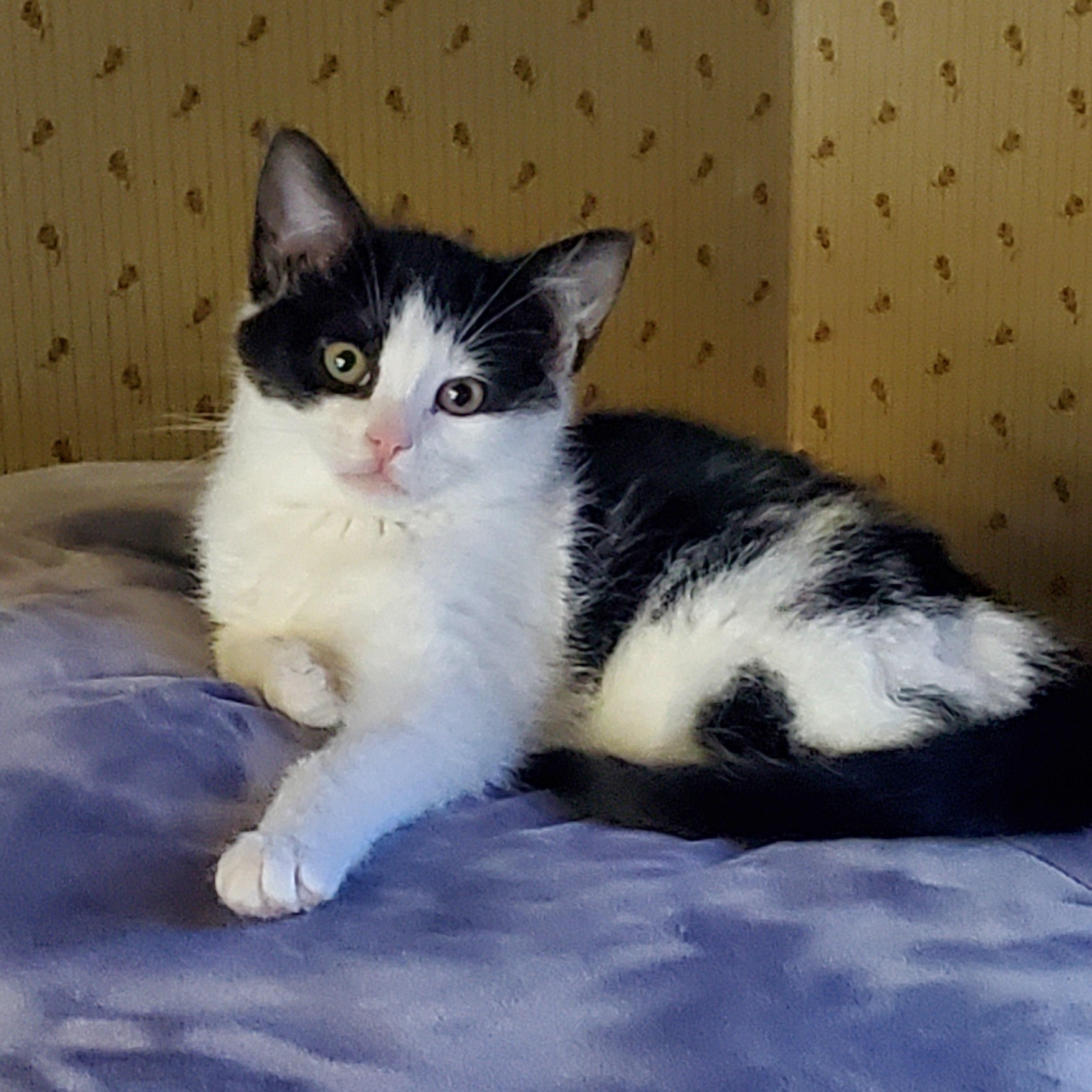 Merry, ADOPTABLE, Kitten Female Domestic Short Hair.