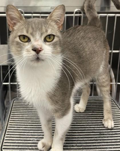 Snowflake, Adoptable, Kitten Female Domestic Short Hair & Domestic Short Hair.