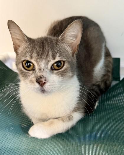 Enlarge Snowflake, a Adoptable mixed breed in Saint Petersburg, FL image 2/2